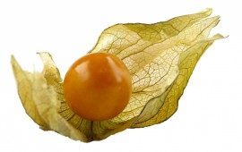 images/productimages/small/physalis.jpg
